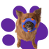 Tips for playing with your pet effectively